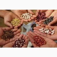 Продам фасоль по Украине, на экспорт