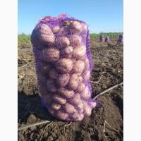 Продам молодой картофель