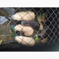 Продам нутрії молодняк