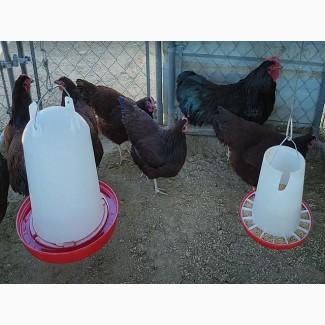 Інкубаційне яйце, курчата, Род-Айленд білий, червоний. Оплід хороший