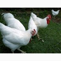 Інкубаційне яйце, курчата, Род-Айленд білий, червоний. Оплід хороший