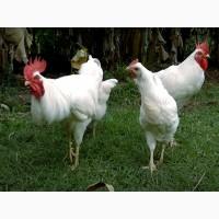 Інкубаційне яйце, курчата, Род-Айленд білий, червоний. Оплід хороший