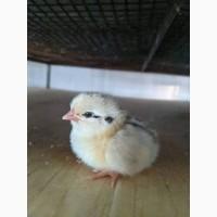 Продам випойку для птиці солікокс, диклокс, байкокс