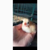 Продам випойку для птиці солікокс, диклокс, байкокс