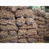 Продам картоплю товарну Есмі