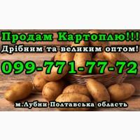 Продаю картоплю великим оптом! В наявності 100т постійного залишку