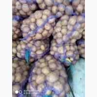 Продам товарный картофель сорт Ривьера