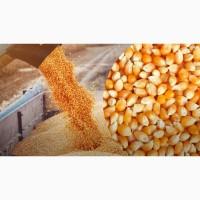 Куплю кукурудзу
