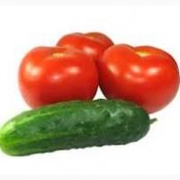 Куплю Помідор, Огірок з поля