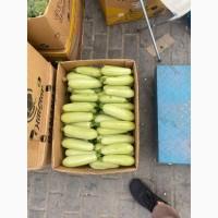 Продам кабачок гарний товарний вигляд