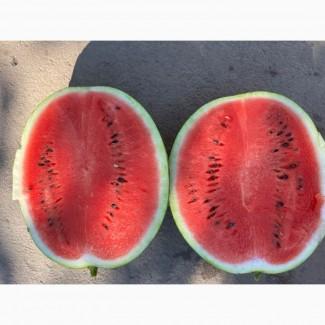 Продам кавун Талісман/Карістан