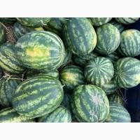 Продам кавун Талісман/Карістан