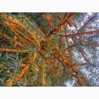 Ягода обліпихи на гілочці