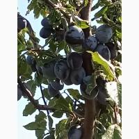 Продам сливу, амерс, угорка