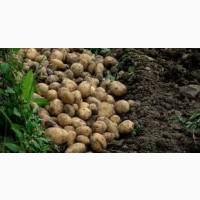 Закупаем картофель от 10 тонн - опт Черниговская область