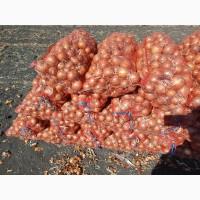 Продам цибулю каоба