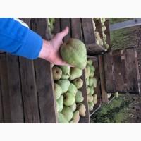 Продам грушу ноябирська