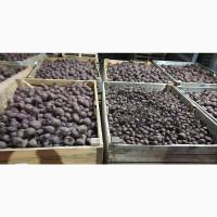 ФГ реалізує буряк (товарний, крупний, мілкий)