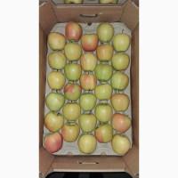 Продам яблуко сорту Голден (Golden Parsi da Rosa)