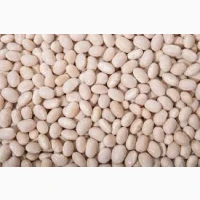 Продати квасолю. Куплю квасолю. Приймаємо квасолю на переробку