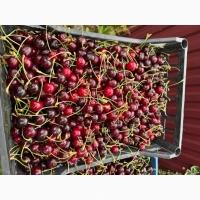 Продам черешні