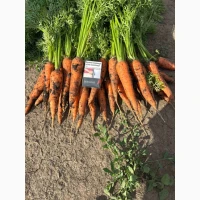 Продам молодую морковь