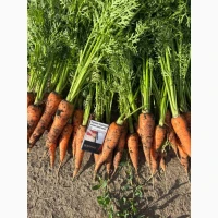 Продам молодую морковь