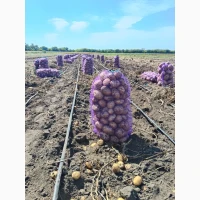 Продам картоплю