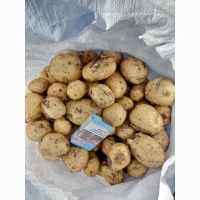 Продам моркву Абако, Каспи мита, не мита опт. Картопля рівʼєра опт