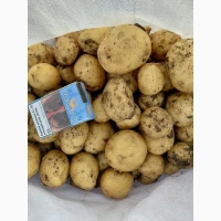 Продам моркву Абако, Каспи мита, не мита опт. Картопля рівʼєра опт