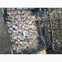 Продам однозубку часника