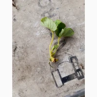 Продам вуса полуниці сорту Румба