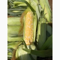 Продам кукурудзу Ракель