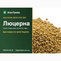 Пр0двм нвсіння люцерни - Рвд0слв8в, 6внвт 8С, 8ірв