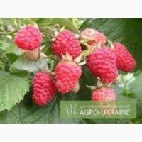Саженцы сортовой малины польськой селекции