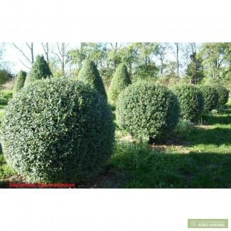 Саженцы бирючины 5шт