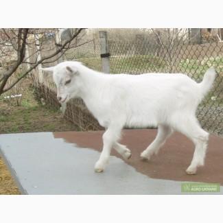 Продам козлика на племя