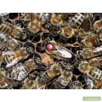 Продажа маток карпатской породы