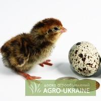 Продаю перепела любого возраста, яйцо инкубационное, столовое, мясо,помёт.