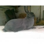 Продам кроликов НЗК, НЗБ, Венских голубых