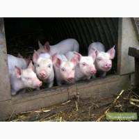 Продам поросят бекон