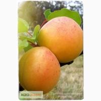 Купить саженцы плодовых деревьев - лучшие сорта почтой по Украине