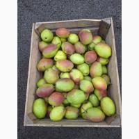 Продам грушу Киргизька, Ноябрська