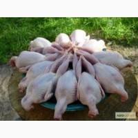 Тушка перепелина