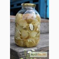 Продаю настойку гриба веселки (гриб веселка настойка купить)