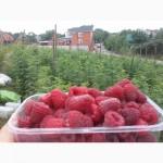 Саженцы малины (Seedlings raspberry)