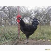 Яйца кур Барбезье Барбезю (Poule de Barbezieux) инкубационные