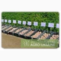 Якісне насіння картоплі