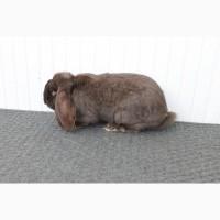 Продам кролі французькі барани гавана