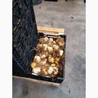 Продам оптом луковицы лилий разных сортов с Нидерландов